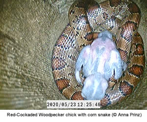 RCW nestling on corn snake